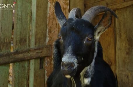 Ožkos metais – tradicinis ožkų paradas Ramygaloje jau šį savaitgalį!