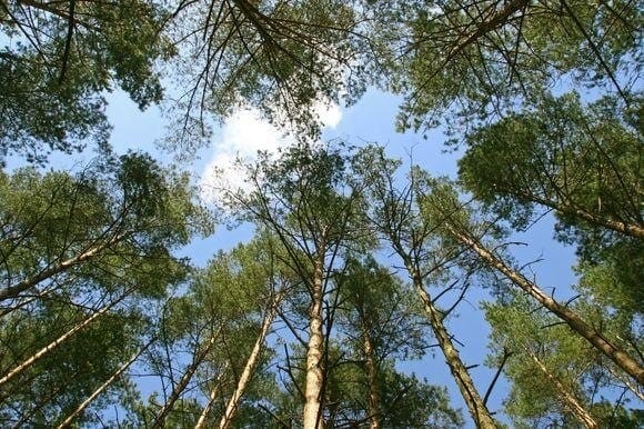 Pardavusiesiems medieną ar nenukirstą mišką mokestį sumokėti privalu Iki liepos 15-osios