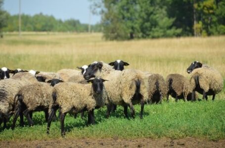 Vilkai ir avys: sugriauti mitai