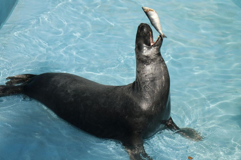 į Kaliningrado Zoologijos Soda Isvyko Ruonis Kajus Video Aina Aukstaitijos Internetinė Naujienų Agentura