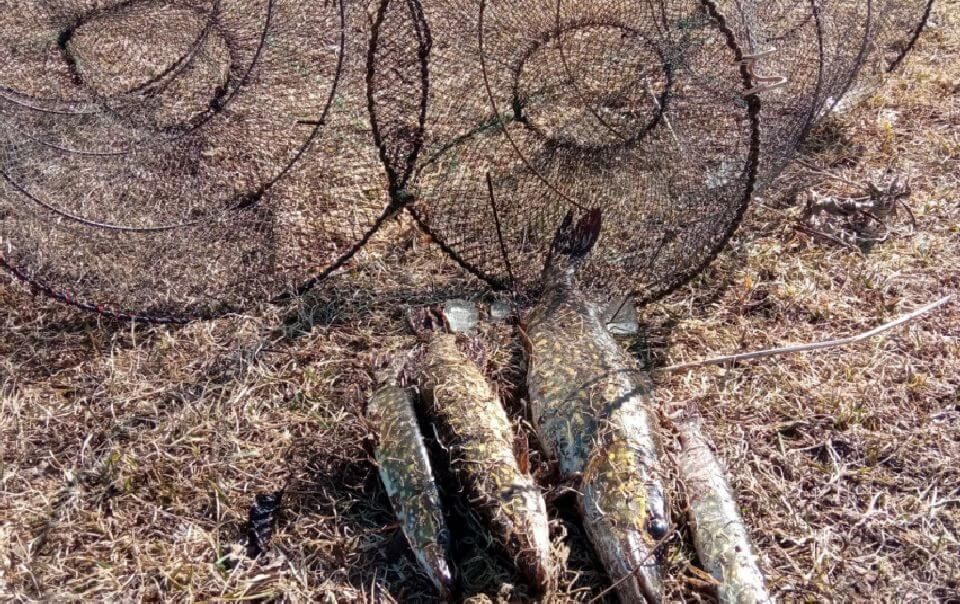 Molėtų rajone sulaikytas asmuo, bučiais pagavęs keturias lydekas