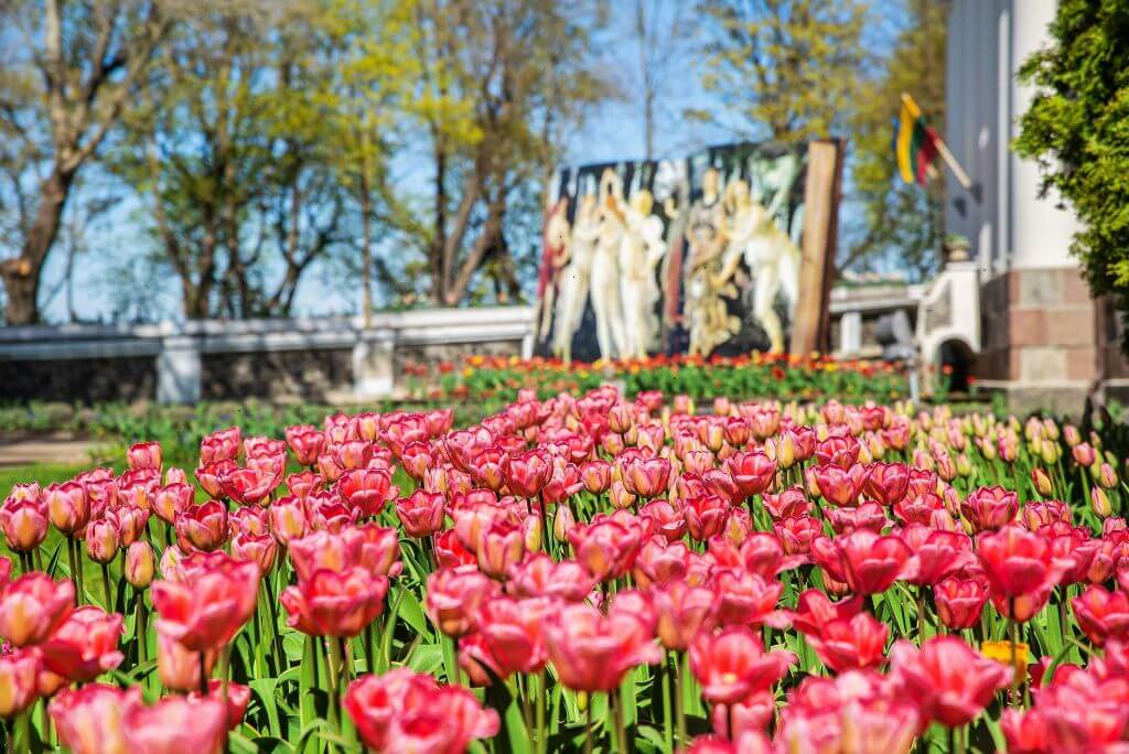 Pakruojo dvare prasidėjo didžiausias Šiaurės Europoje  tulpių ir pavasario gėlių festivalis