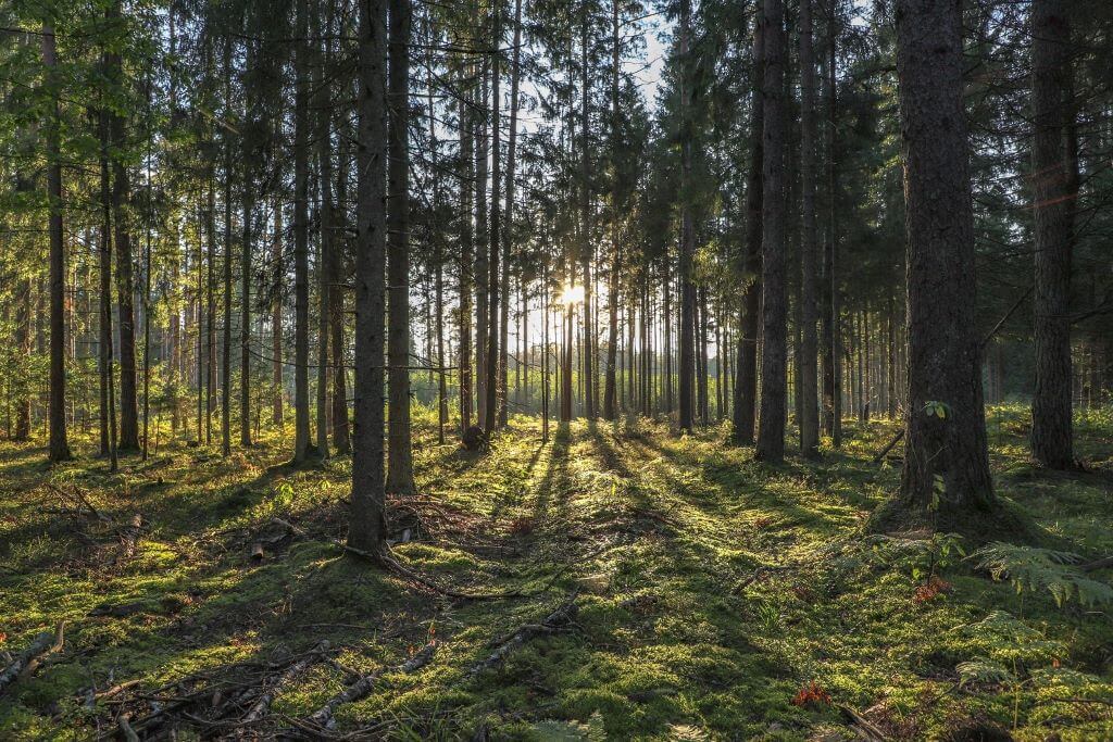 Naujas formatas Lietuvoje – „Meditacija Anykščių šilelyje“